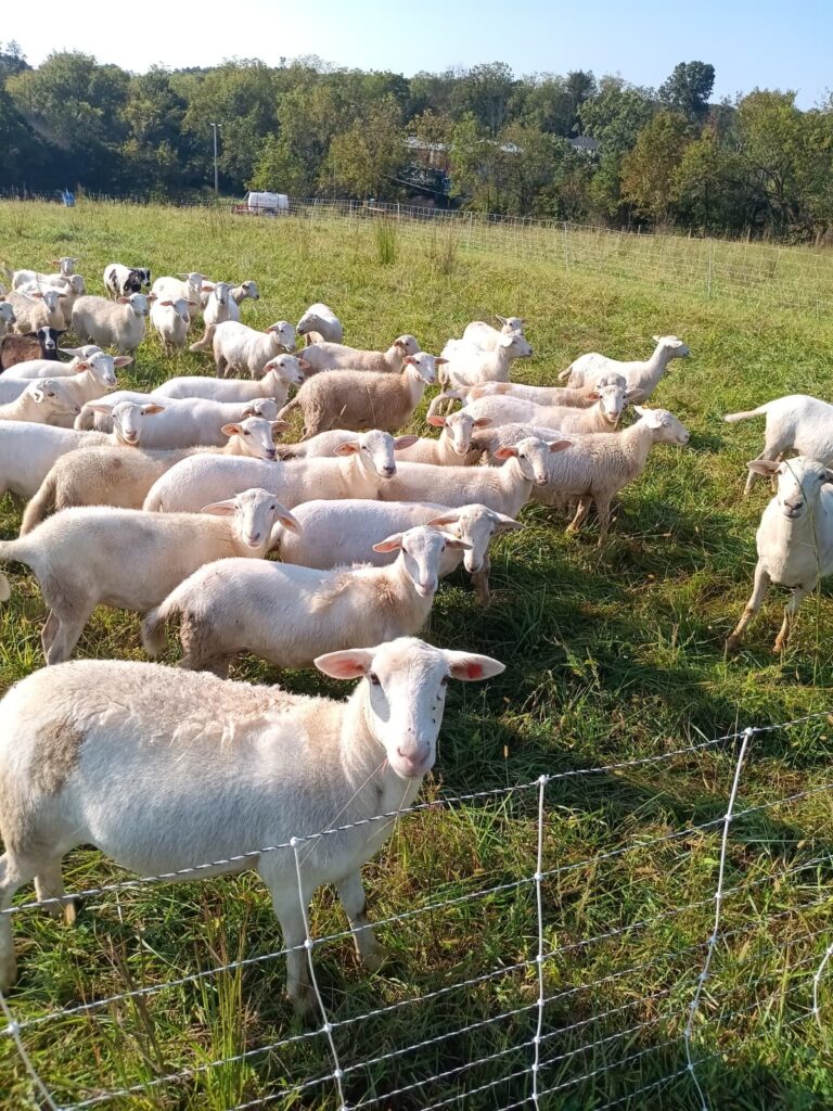 b7e56fde-9e04-4e43-8a5c-6ff5c5ece58c